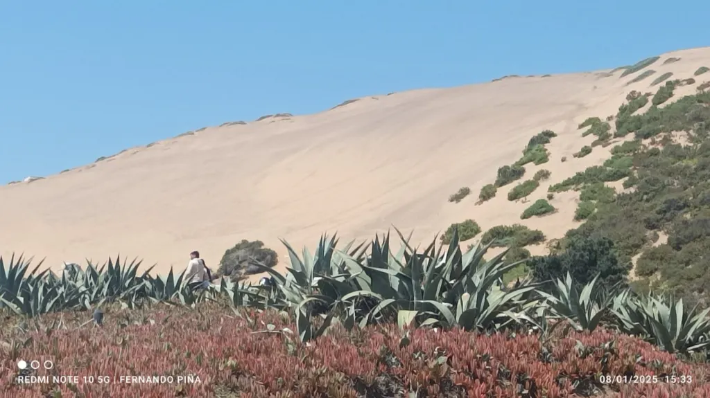 Dunas de Concón con agaves en primer plano