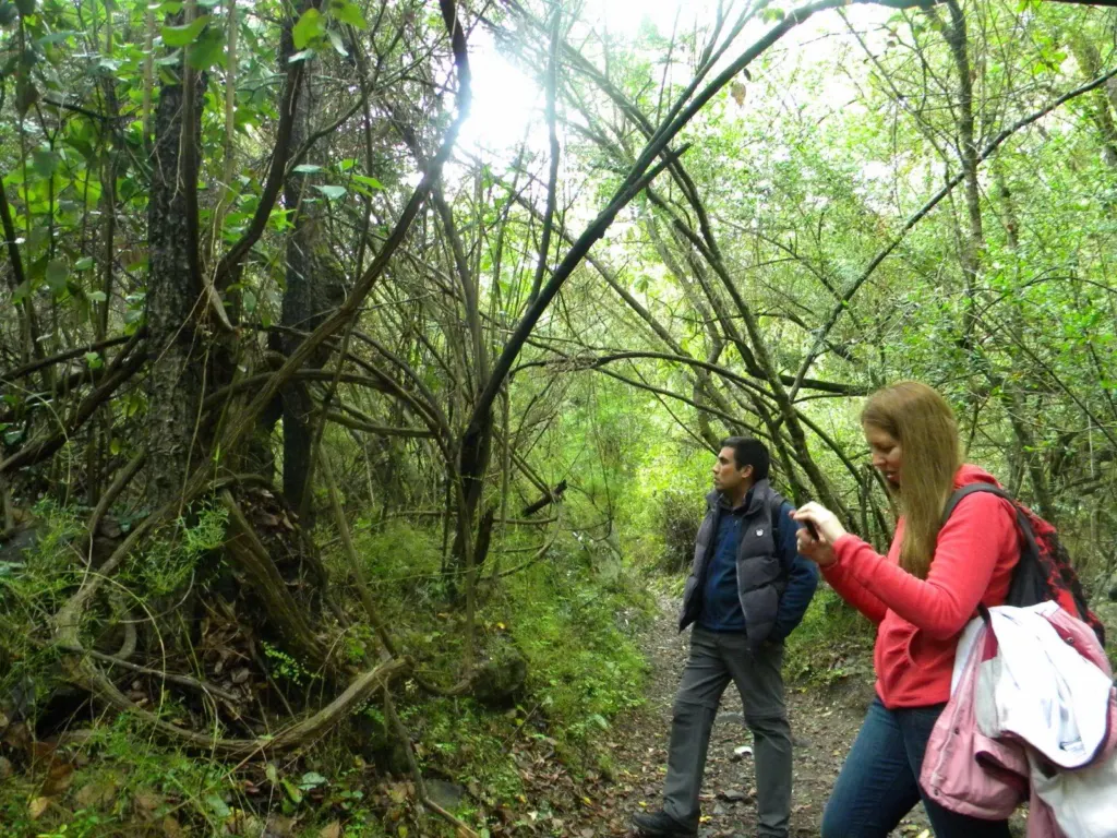Guía y visitante caminando por el bosque del Parque Nacional La Campana