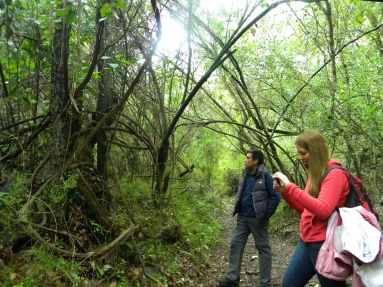 Guía y visitante caminando por el bosque del Parque Nacional La Campana