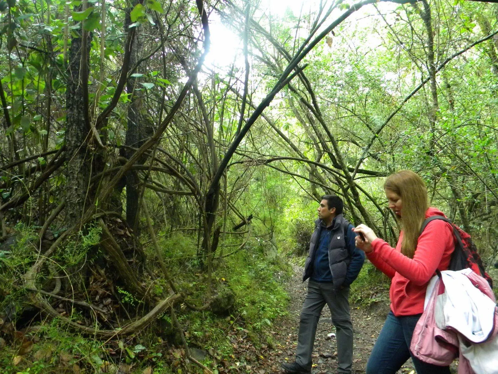 Guía y visitante caminando por el bosque del Parque Nacional La Campana