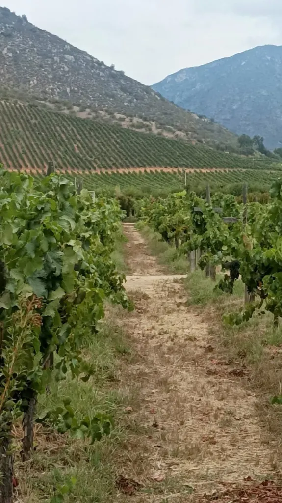 Hileras de parras en un viñedo del valle de Casablanca con cerros al fondo