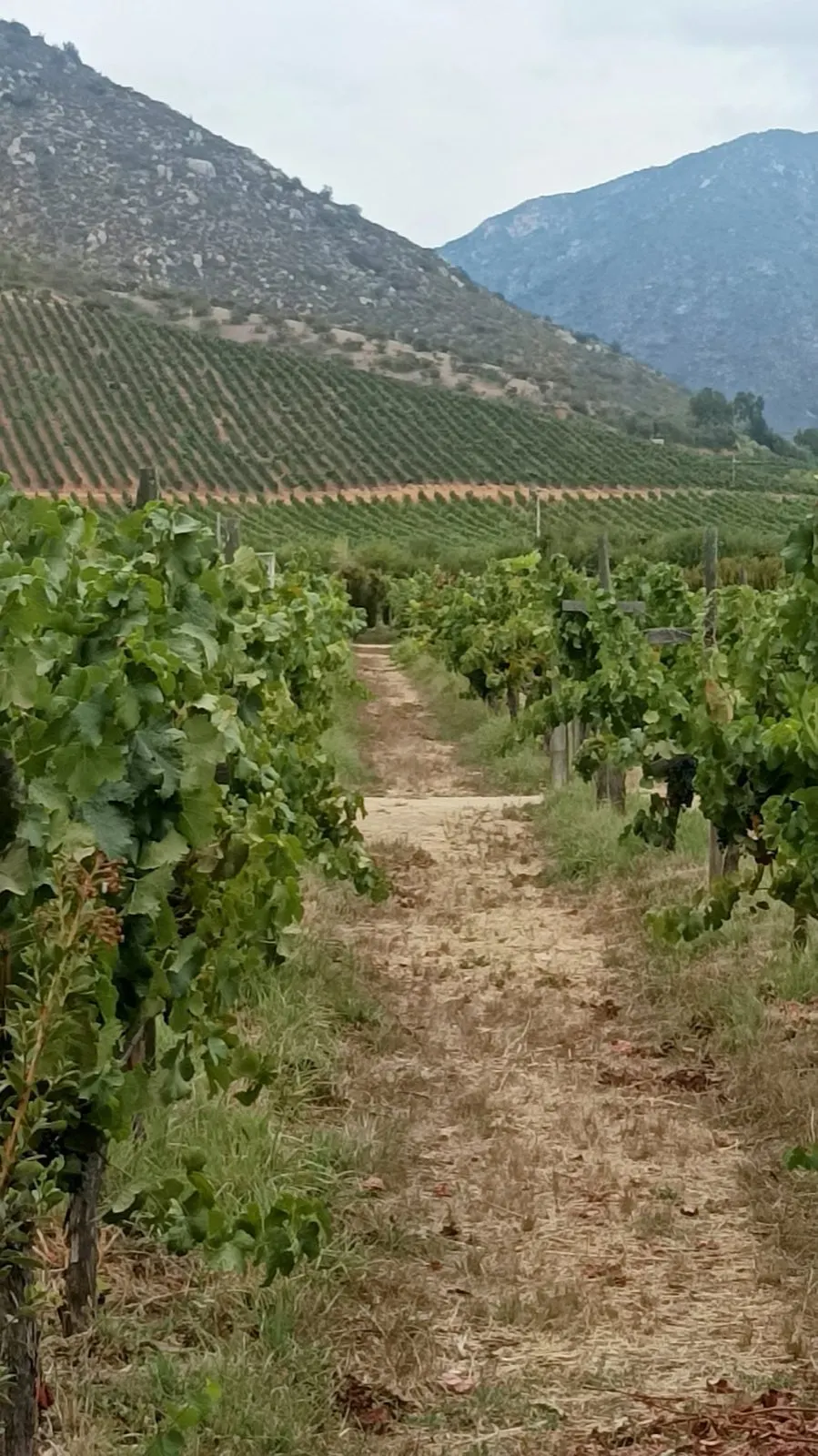 Hileras de parras en un viñedo del valle de Casablanca con cerros al fondo